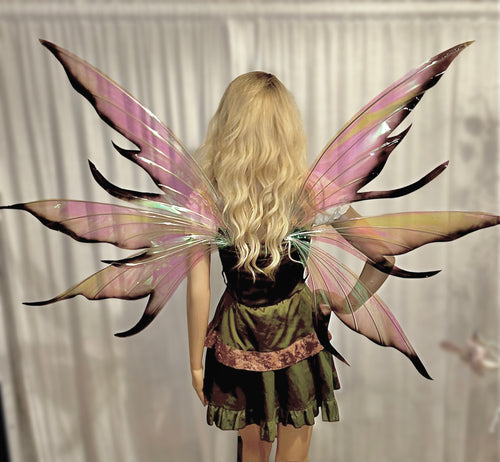 Large iridescent black tips wings