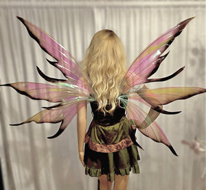 Large iridescent black tips wings